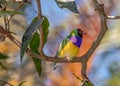 Finch gouldian from Australia Royalty Free Stock Photo